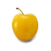 Blumy žluté - Sorriso di Primavera - Itálie (bedna 5 kg) Blumy žluté - Sorriso di Primavera - Itálie (bedna 5 kg)