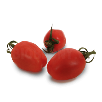 Rajče Picadilly na stonku - Itálie (bedna 3 kg)