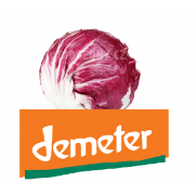 Salát Radicchio - DEMETER - Itálie (bedna 8-10 ks, cca 3 kg)